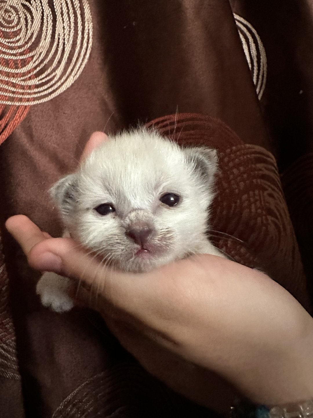 chaton Sacré de Birmanie Ulyo Des joyaux Landés Les Joyaux des Landes