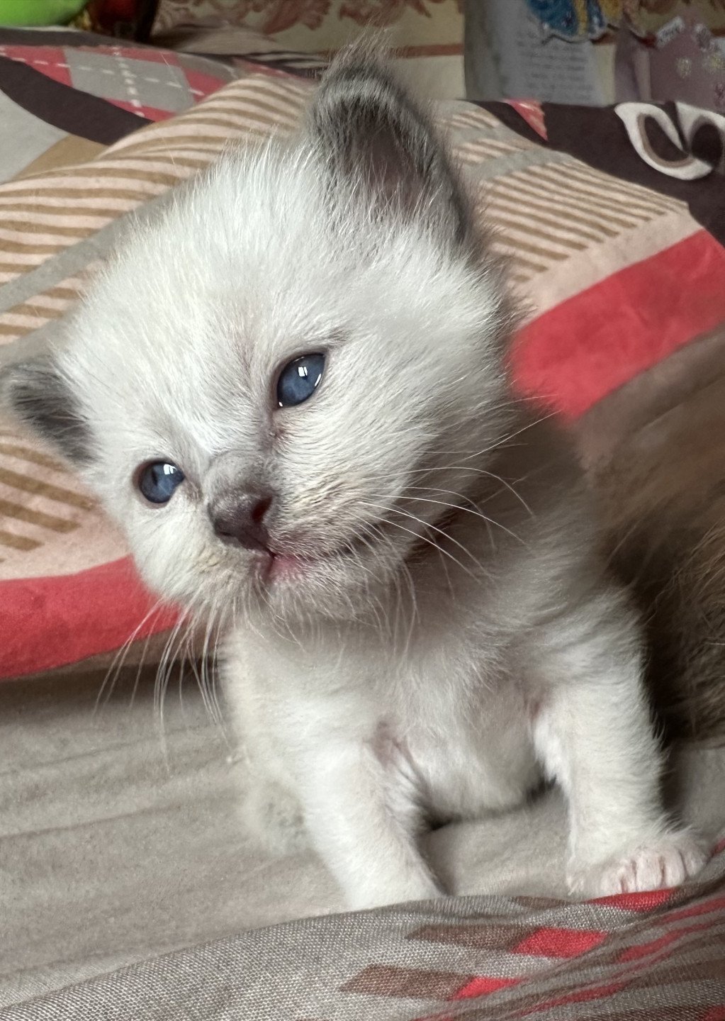 chaton Sacré de Birmanie Ulyo Des joyaux Landés Les Joyaux des Landes