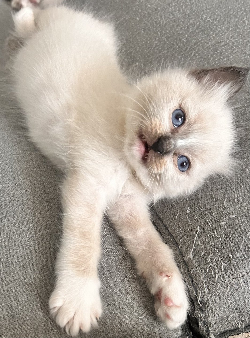 chaton Sacré de Birmanie Ulyo Des joyaux Landés Les Joyaux des Landes
