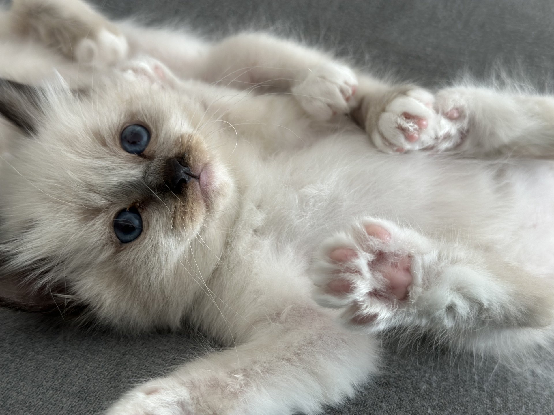 chaton Sacré de Birmanie Ulyo Des joyaux Landés Les Joyaux des Landes