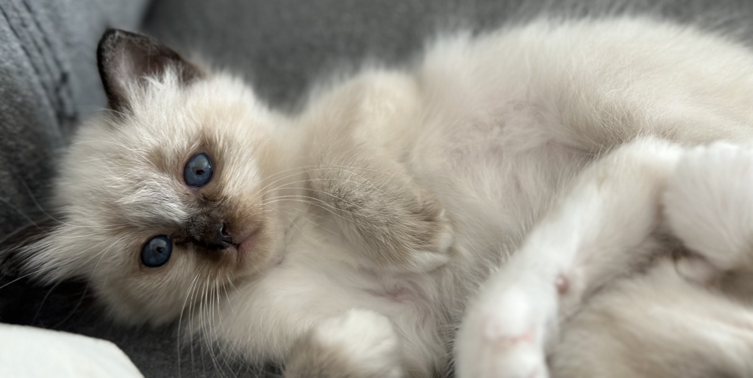 chaton Sacré de Birmanie Ulyo Des joyaux Landés Les Joyaux des Landes