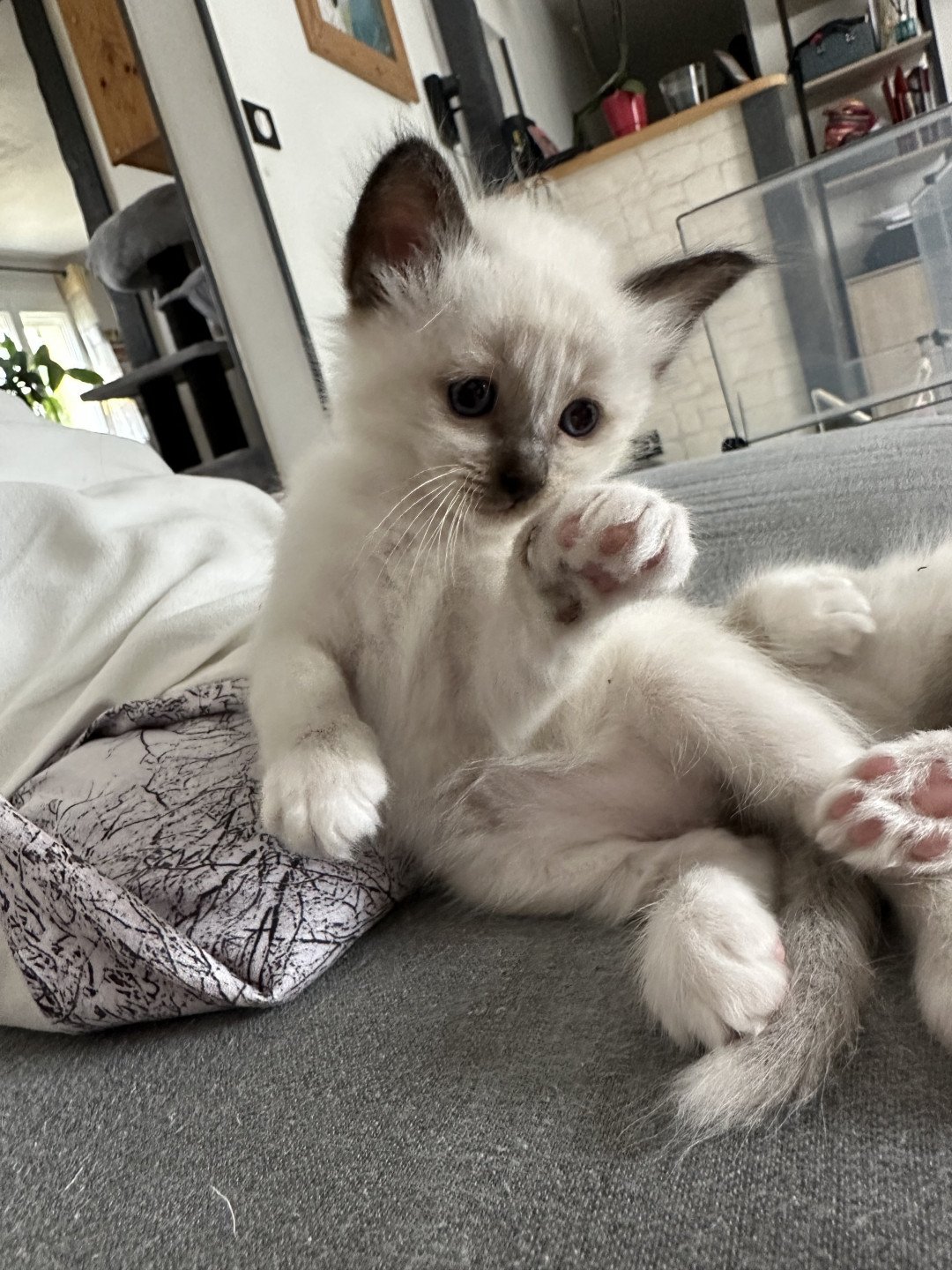 chaton Sacré de Birmanie Ulyo Des joyaux Landés Les Joyaux des Landes