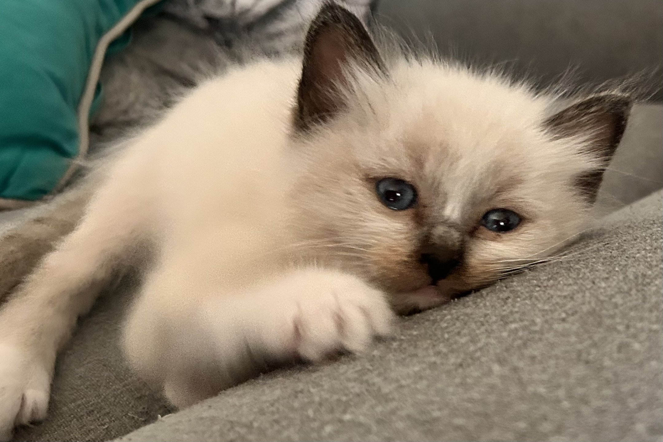 chaton Sacré de Birmanie Ulyo Des joyaux Landés Les Joyaux des Landes