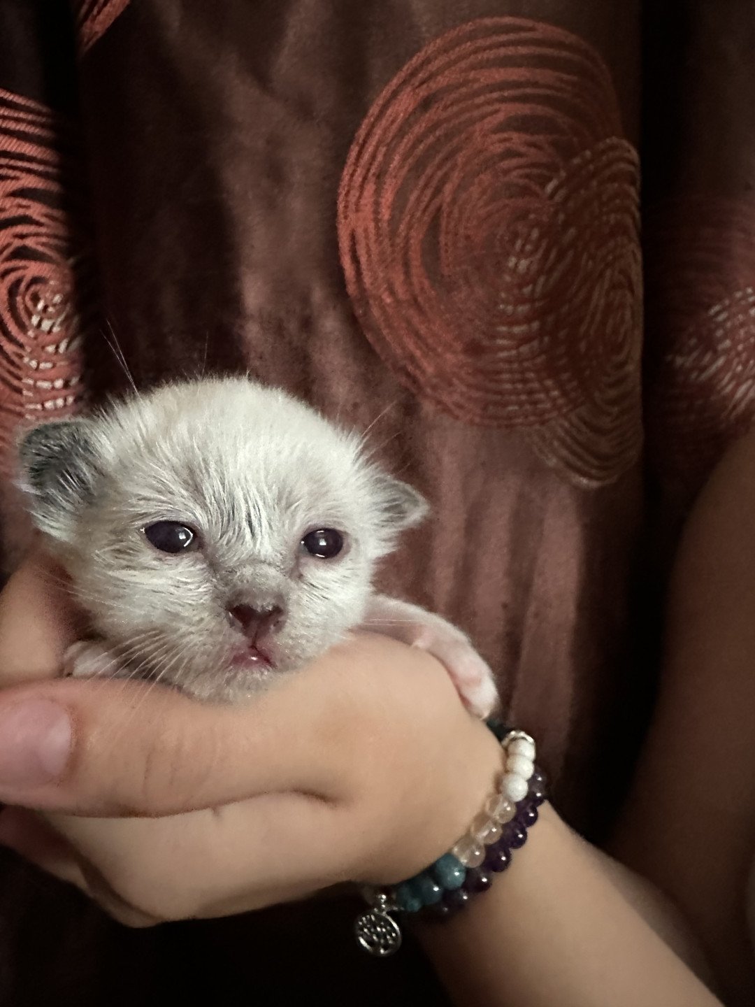 chaton Sacré de Birmanie Ulyne Des joyaux Landés Les Joyaux des Landes