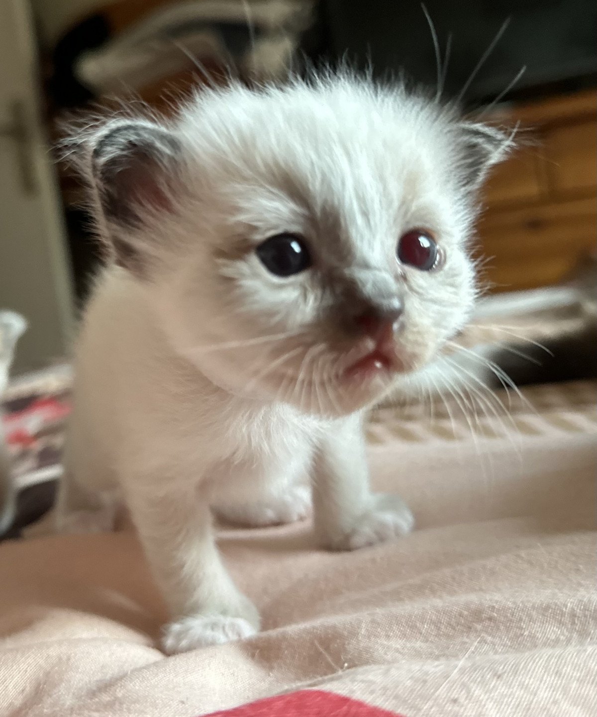 chaton Sacré de Birmanie Ulyne Des joyaux Landés Les Joyaux des Landes