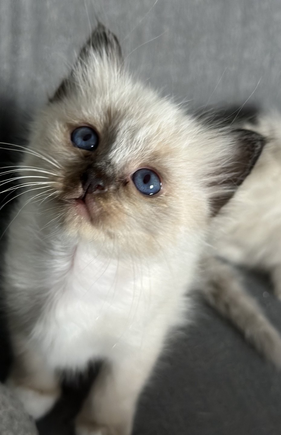 chaton Sacré de Birmanie Ulyne Des joyaux Landés Les Joyaux des Landes