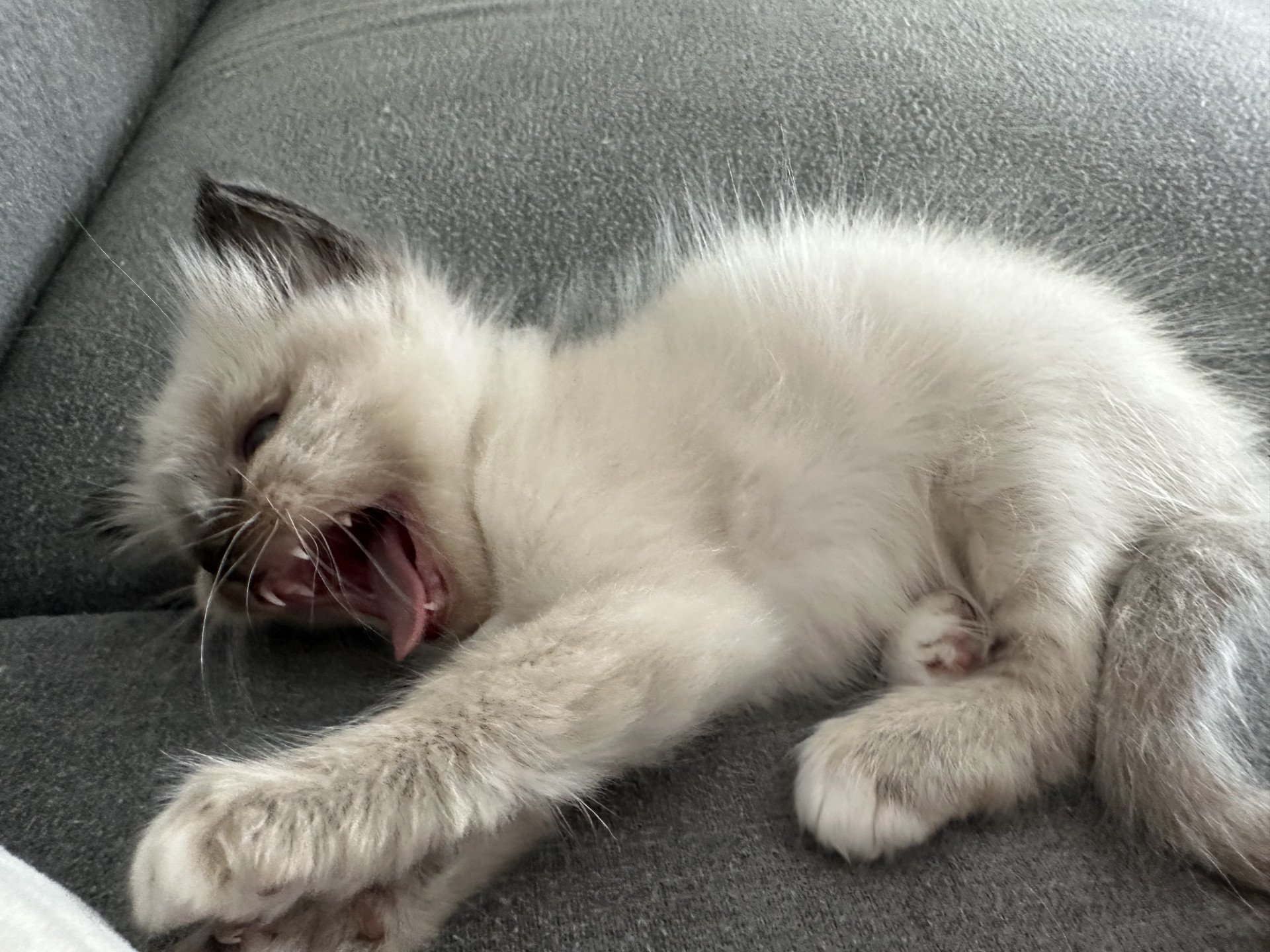 chaton Sacré de Birmanie Ulyne Des joyaux Landés Les Joyaux des Landes