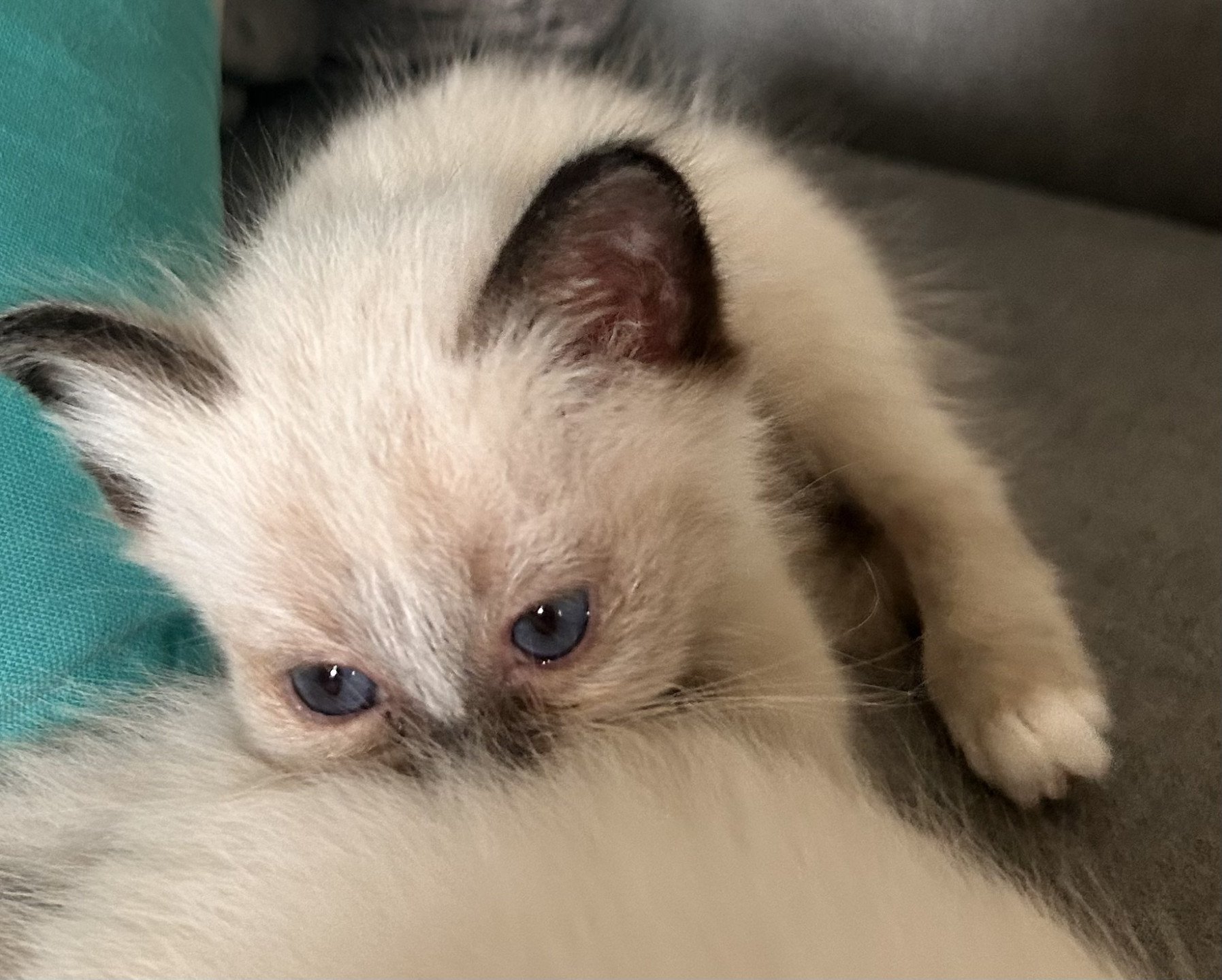 chaton Sacré de Birmanie Ulyne Des joyaux Landés Les Joyaux des Landes