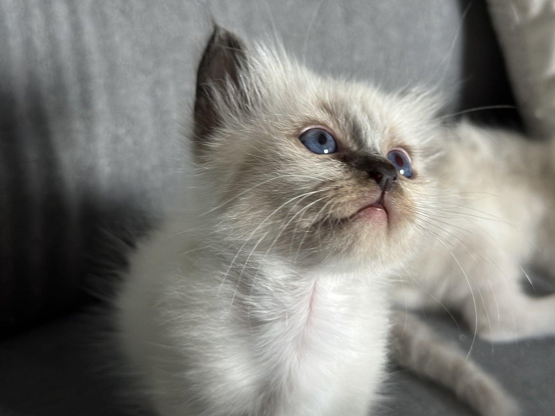 chaton Sacré de Birmanie Ulyne Des joyaux Landés Les Joyaux des Landes