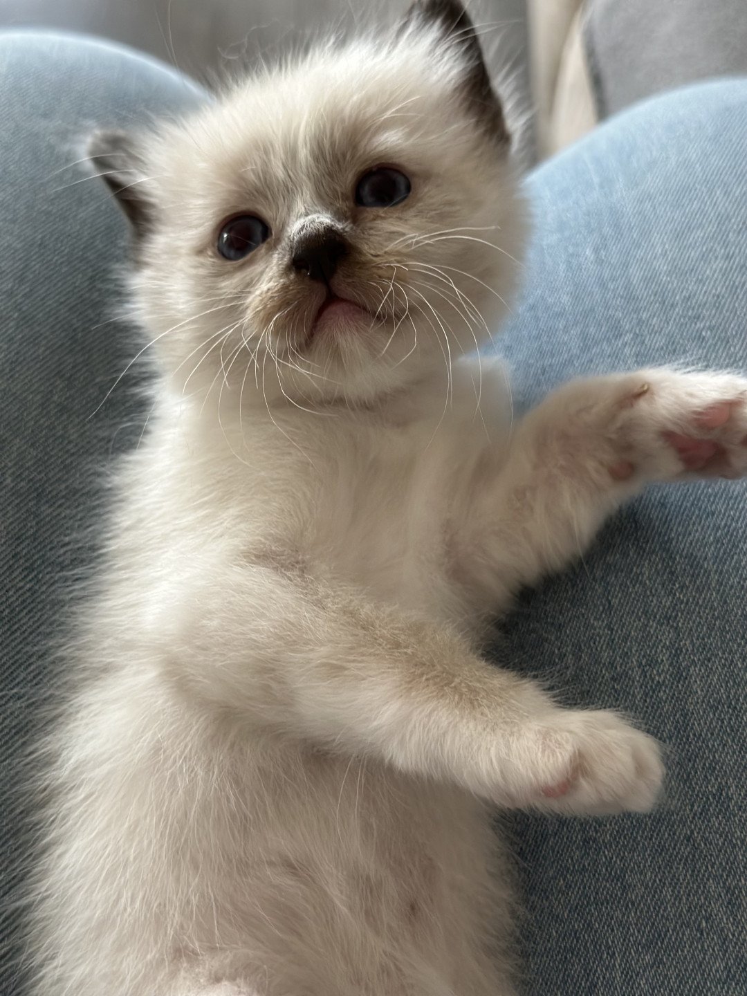 chaton Sacré de Birmanie Ulyne Des joyaux Landés Les Joyaux des Landes