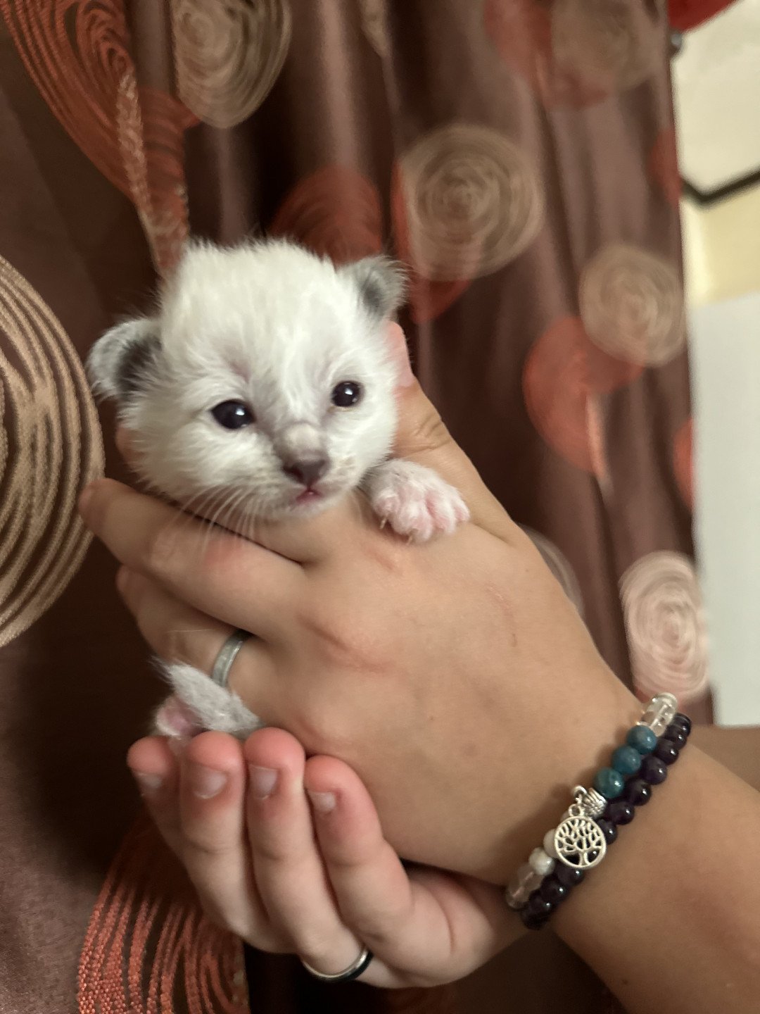 chaton Sacré de Birmanie Ulysse Des joyaux Landés Les Joyaux des Landes