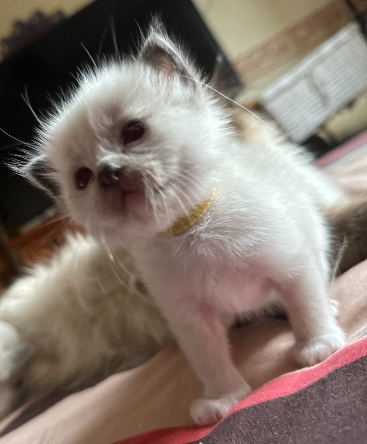 chaton Sacré de Birmanie Ulysse Des joyaux Landés Les Joyaux des Landes