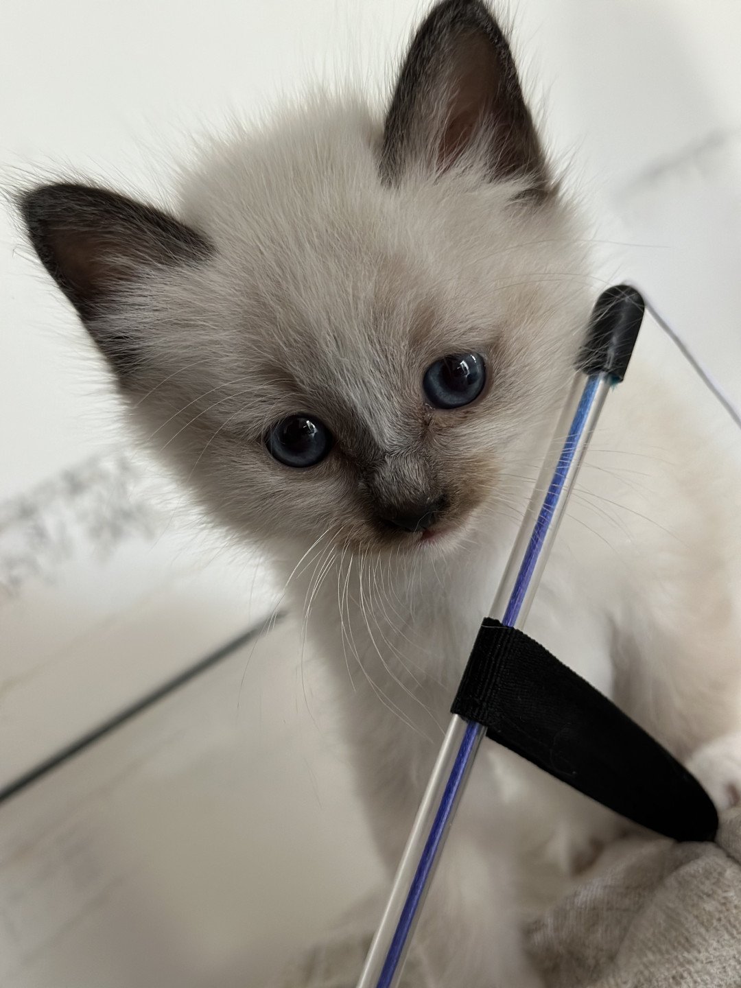 chaton Sacré de Birmanie Ulysse Des joyaux Landés Les Joyaux des Landes