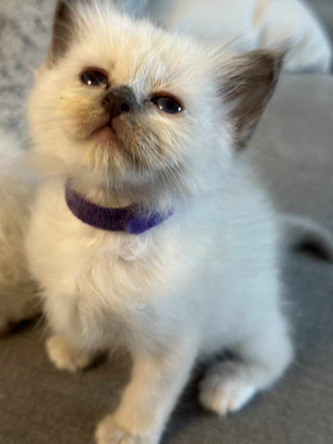 chaton Sacré de Birmanie Umi des Joyaux Landés Les Joyaux des Landes