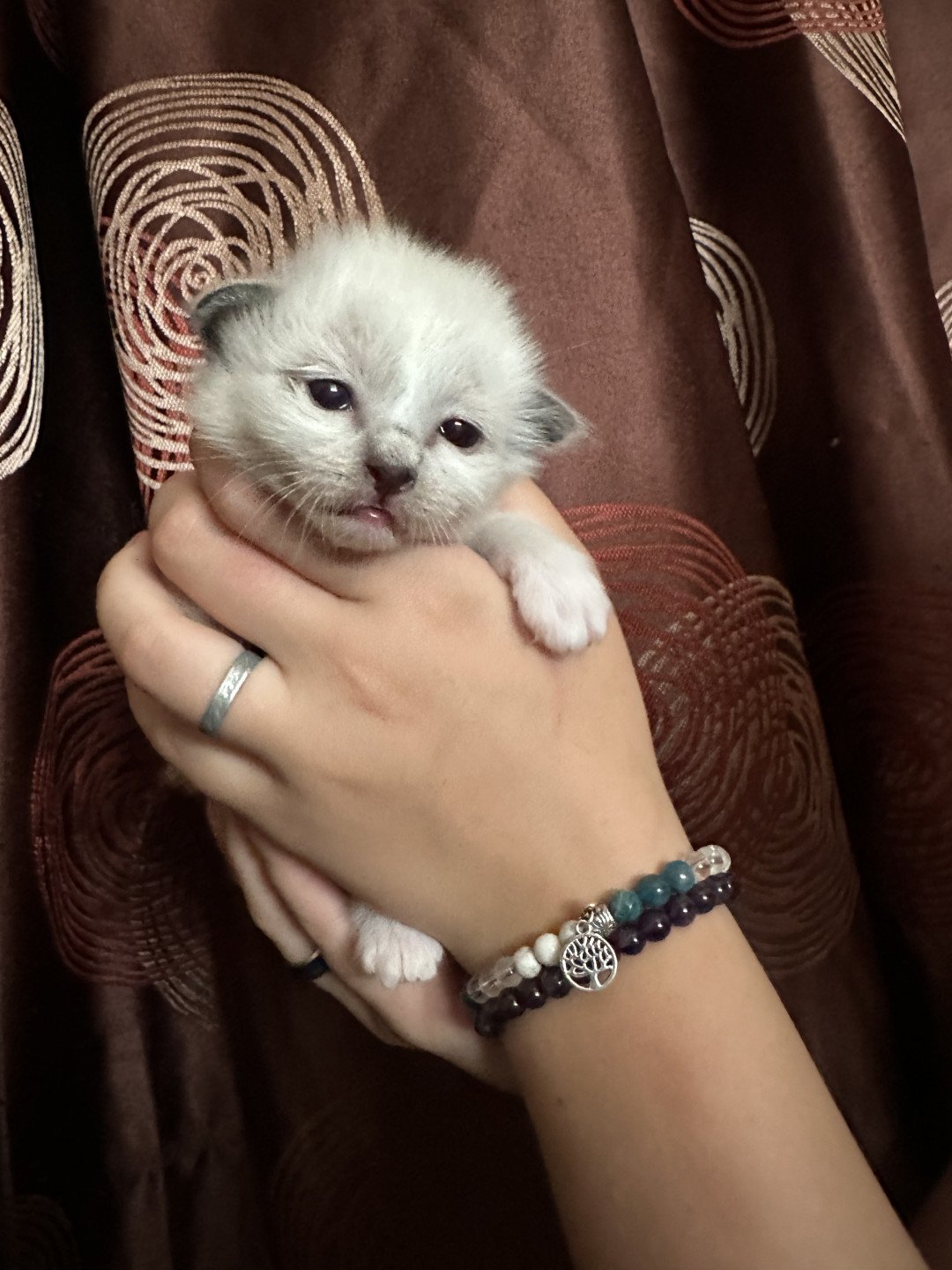 chaton Sacré de Birmanie Urban des Joyaux landés Les Joyaux des Landes