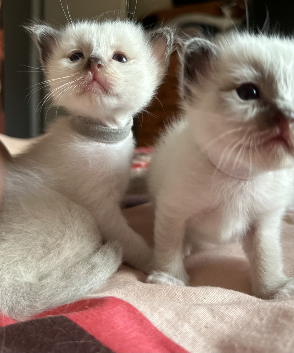 chaton Sacré de Birmanie Urban des Joyaux landés Les Joyaux des Landes