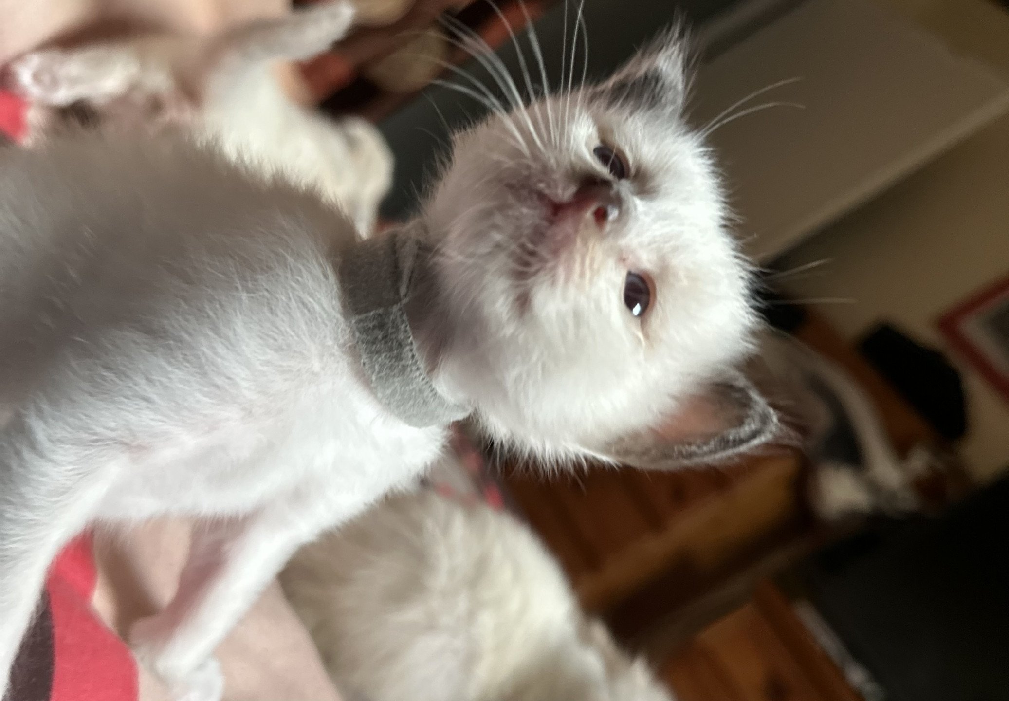 chaton Sacré de Birmanie Urban des Joyaux landés Les Joyaux des Landes