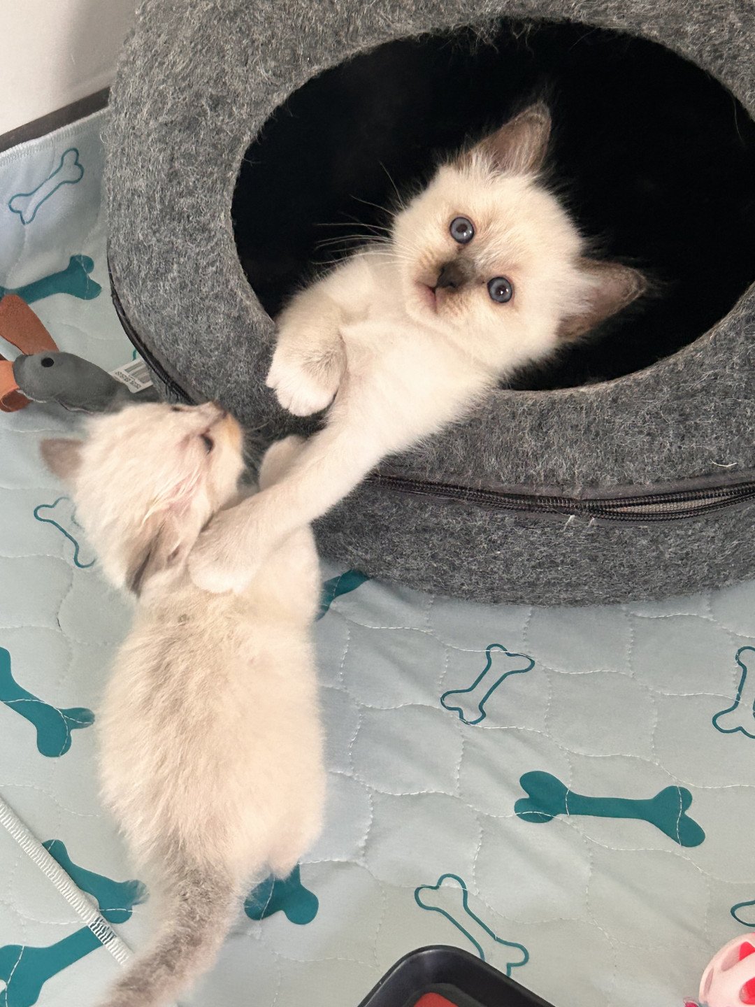 chaton Sacré de Birmanie Urban des Joyaux landés Les Joyaux des Landes