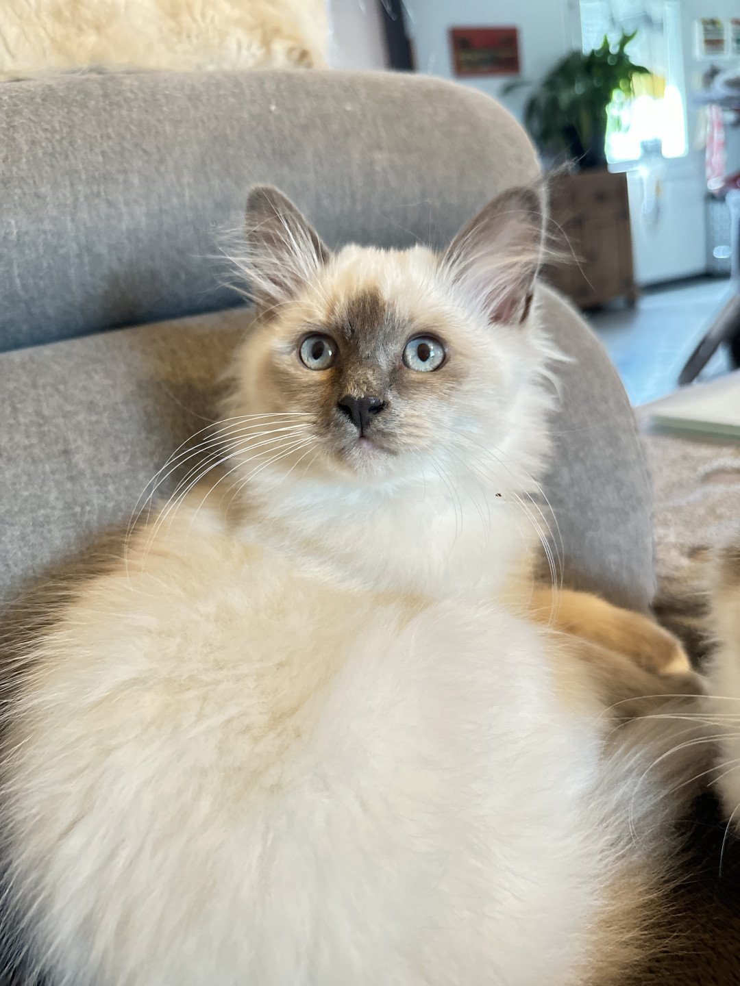 chaton Sacré de Birmanie Urban Les Joyaux des Landes
