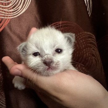 chaton Sacré de Birmanie Ulyo Des joyaux Landés Les Joyaux des Landes