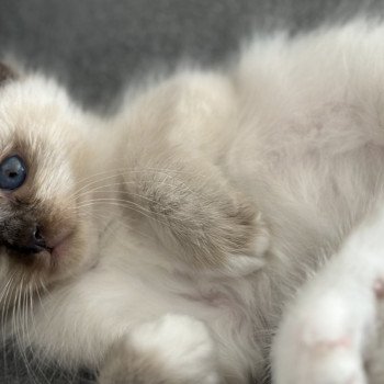 chaton Sacré de Birmanie Ulyo Des joyaux Landés Les Joyaux des Landes