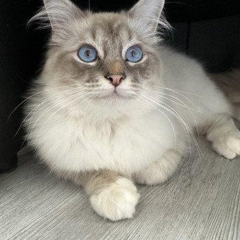 chat Sacré de Birmanie blue silver tabby Twisty des Princ'siez Les Joyaux des Landes