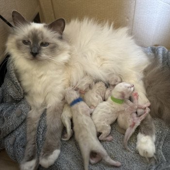 chat Sacré de Birmanie blue point Ruby Les Joyaux des Landes