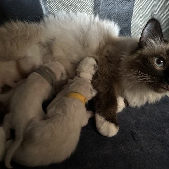 chat Sacré de Birmanie seal point Shanel de Marly Les Joyaux des Landes