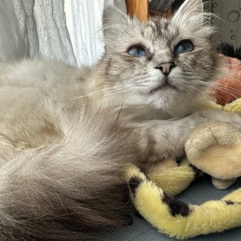 chat Sacré de Birmanie seal silver tabby point Toshiko Les Joyaux des Landes