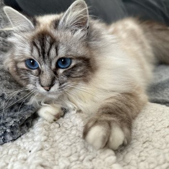 chat Sacré de Birmanie seal silver tabby point Toshiko Les Joyaux des Landes