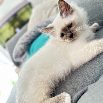 chaton Sacré de Birmanie blue point Ulk Les Joyaux des Landes