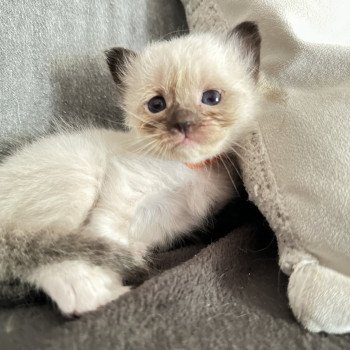 chaton Sacré de Birmanie Ulya Les Joyaux des Landes