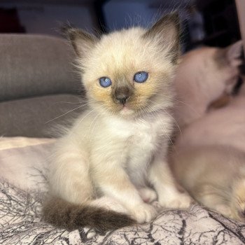 chaton Sacré de Birmanie Ulya Les Joyaux des Landes