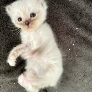 chaton Sacré de Birmanie UÏana Les Joyaux des Landes