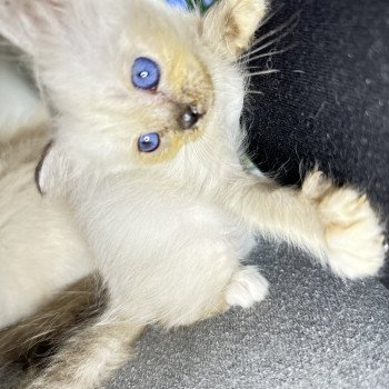 chaton Sacré de Birmanie UÏana Les Joyaux des Landes