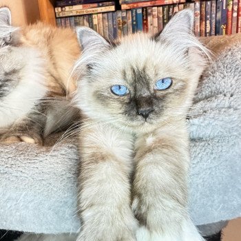 chaton Sacré de Birmanie UÏana Les Joyaux des Landes