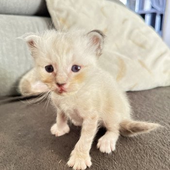 chaton Sacré de Birmanie Uranus Les Joyaux des Landes