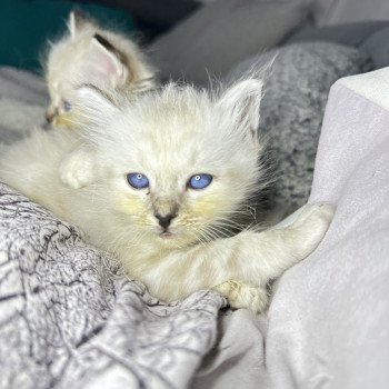 chaton Sacré de Birmanie Uranus Les Joyaux des Landes