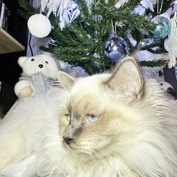 chaton Sacré de Birmanie blue point Urio Les Joyaux des Landes