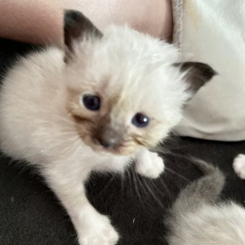 chaton Sacré de Birmanie Urios Les Joyaux des Landes