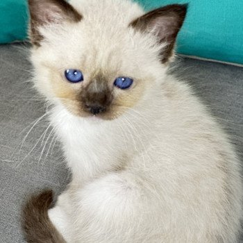 chaton Sacré de Birmanie Urios Les Joyaux des Landes