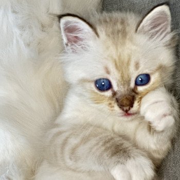 chaton Sacré de Birmanie Urios Les Joyaux des Landes