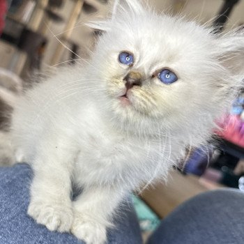 chaton Sacré de Birmanie blue point V-Nala Les Joyaux des Landes