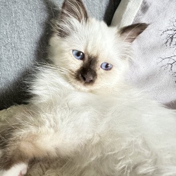 chaton Sacré de Birmanie blue point Ytxou Les Joyaux des Landes