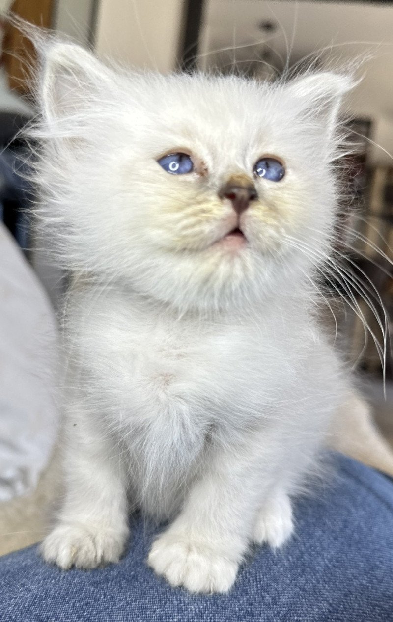 Ytxou Des Joyaux Landés Femelle Sacré de Birmanie