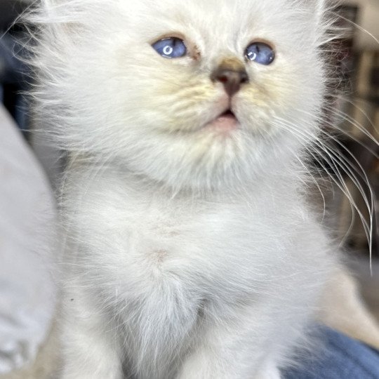 Ytxou Des Joyaux Landés Femelle Sacré de Birmanie