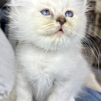 chaton Sacré de Birmanie blue point Ytxou Les Joyaux des Landes