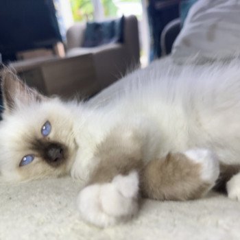 chat Sacré de Birmanie Vaïana Les Joyaux des Landes