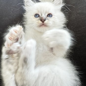 chaton Sacré de Birmanie blue point Wanka Les Joyaux des Landes