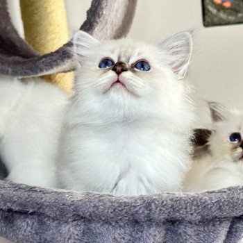 chaton Sacré de Birmanie blue point Wanka Les Joyaux des Landes